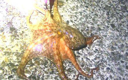 アオリイカ、コウイカ、タコが釣れましたがサイズに恵まれず